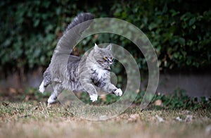 Maine coon cat running flying mid air