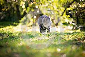 Maine coon cat running on grass in sunny garden