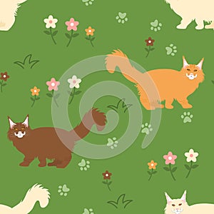 Maine Coon Cat seamless pattern background with flowers and paw prints.  Drawing cat kitten background. Hand drawn childish vector
