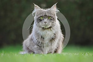 Maine Coon Cat Sits on the Lawn