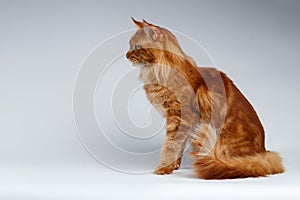 Maine Coon Cat Sits in Profile view on White