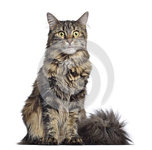 Maine coon cat, sitting and facing, isolated