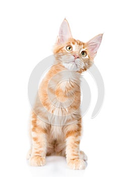 Maine coon cat sitting in front view and looking up. o