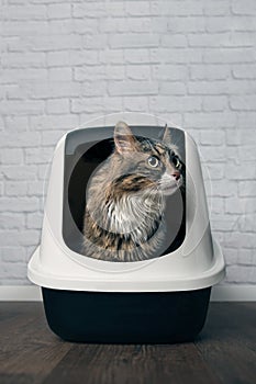 Maine-Coon cat sitting in a litter box and looking disinterested sideways . Vertical image with copy space.