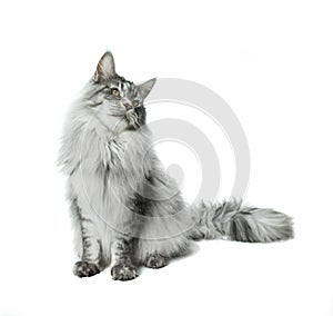 Maine Coon cat sitting and looking away, isolated on white