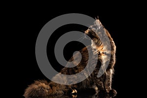 Maine Coon Cat Sitting and Looking Back Isolated Black Background