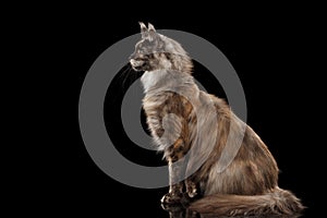 Maine Coon Cat Sitting and Looks Curious, Isolated Black Background