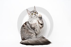 Maine Coon Cat sitting with one paw raised and looking up. Studio shot kitten on white background