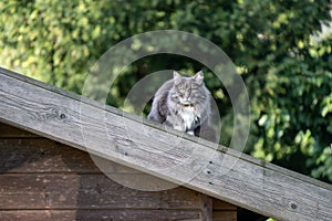 maine coon cat sitting on rooftop of wooden shed observing