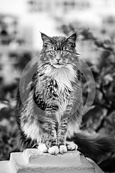 Maine Coon Cat sitting on a stone pedestal, black and white photo