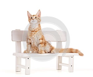 Maine Coon cat on a small wooden bench