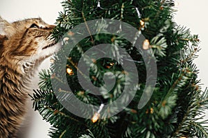 Maine coon cat smelling little christmas tree with lights. Cute kitty relaxing under festive christmas tree. Winter holidays. Pet