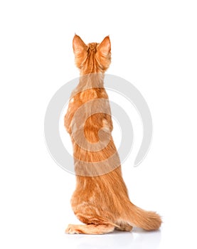 Maine coon cat standing in back view. isolated on white