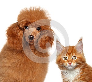 Maine coon cat and toy poodle together photo