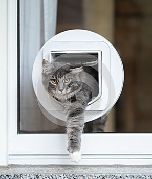 Maine coon cat walking through cat flap