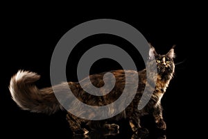 Maine Coon Cat Walking with Furry Tail Isolated Black Background