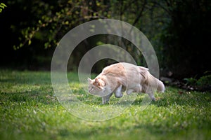 maine coon cat walking on green grass lowered hunting outdoors