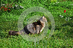 Maine Coon cat walks on green grass in the park among tulips. Pets walking outdoor adventure. Cat close up