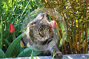 Maine Coon cat walks on green grass in the park among tulips. Pets walking outdoor adventure. Cat close up