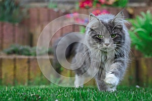 Maine Coon Cat Walks Towards Camera