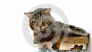 Maine coon cat on white background