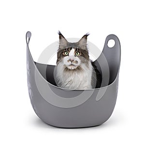 Maine Coon cat on white background