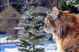 Maine Coon cat on the window, side view. Fluffy cat  on the snow-covered background in country house, winter day