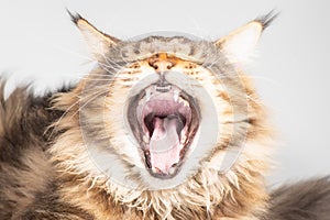 A Maine coon cat yawns with his mouth wide open