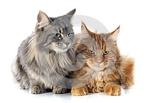 Maine coon cats