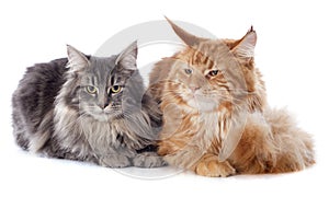 Maine coon cats