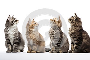 Maine Coon Cats in a Row Looking Up