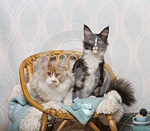 Maine coon cats sitting on chair in studio, portrait