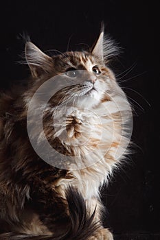 Maine Coon Cats Studio Shooting