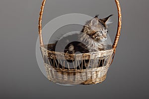 Maine Coon Cats Studio Shooting