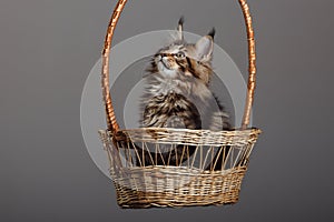 Maine Coon Cats Studio Shooting