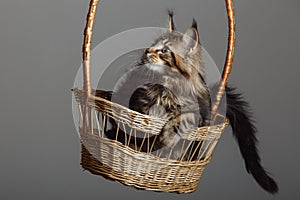 Maine Coon Cats Studio Shooting