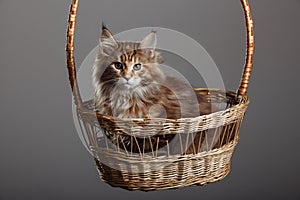 Maine Coon Cats Studio Shooting