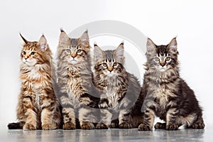 Maine Coon Cats Studio Shooting