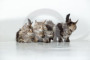 Maine Coon Cats Studio Shooting