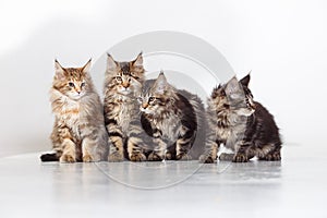 Maine Coon Cats Studio Shooting