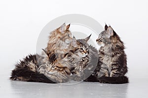 Maine Coon Cats Studio Shooting