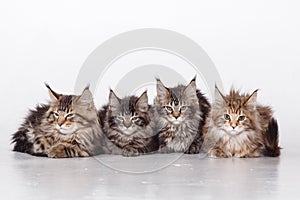 Maine Coon Cats Studio Shooting