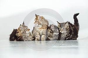 Maine Coon Cats Studio Shooting