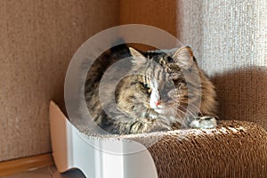 Maine Coon domestic cat lies on a scratching post close-up portrait