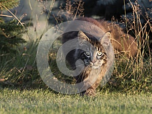 Maine coon on the forest ground