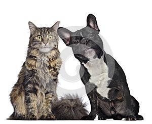 Maine coon and French Bulldog sitting next to each other
