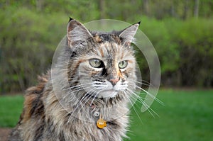 Ð¡at Maine Coon in garden