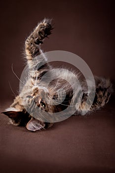 Maine Coon on a gray background