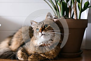 Maine coon with green eyes looking with funny emotions at zamioculcas leaves. Cute cat sitting under green plant branches on