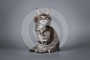 Maine Coon on a grey background.